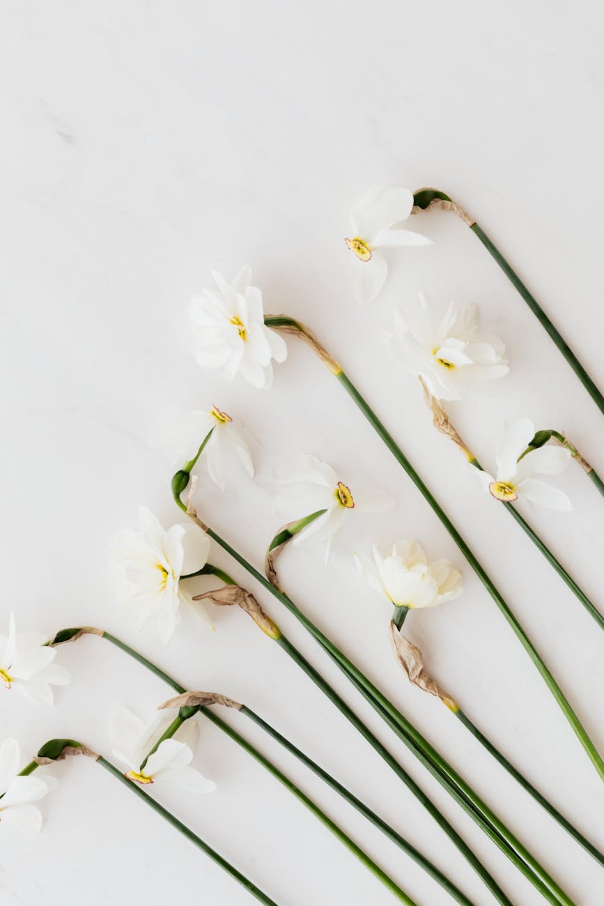 🌼 Нарцисът и митът за самовлюбения&nbsp;младеж